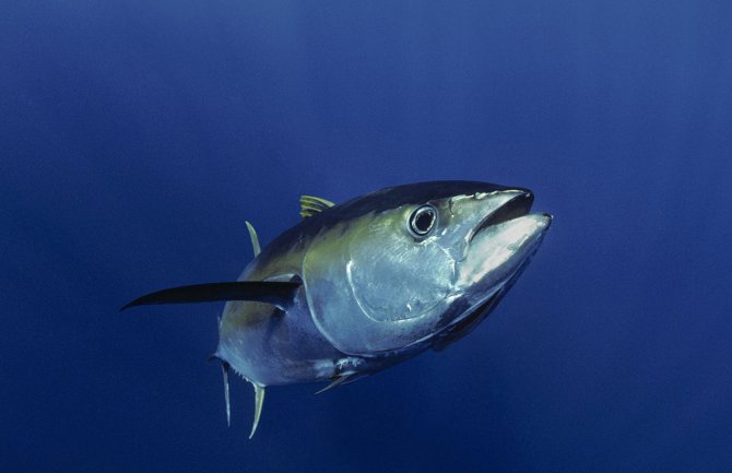 Uzgoj tune mogao bi postati brend Crne Gore