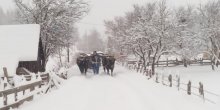 Tehnika koja decenijama daje rezultate: Kad mašina nema, volovima čiste seoski put (VIDEO)