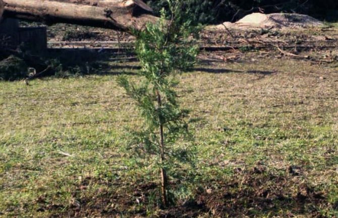 Bar: Srednjoškolci napravili živi zid oko gradilišta, posadili čempres