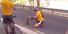 Australija: Svakodnevno preko 40 stepeni, brojni požari, stradale životinje