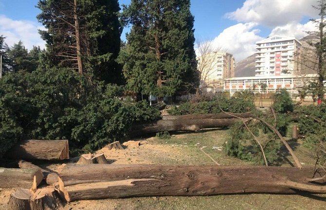 Baranka organizuje proteste u Londonu zbog čempresa