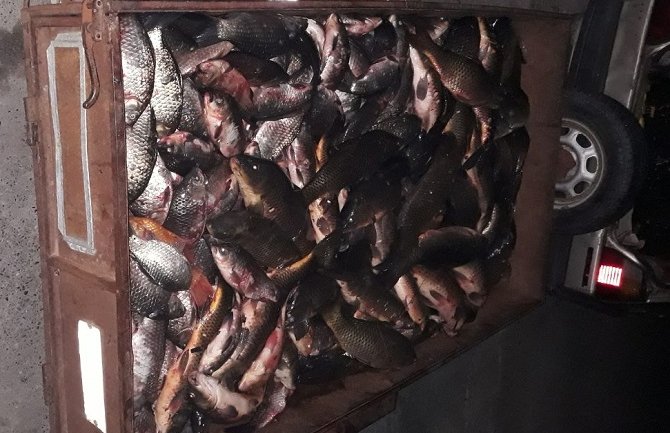 Virpazar: Od Albanca oduzeto više od 300 kg ribe