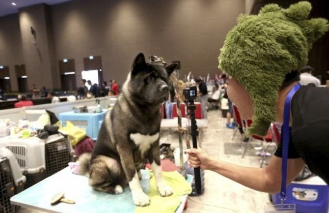 Pas koji je nestao u požarima u Kaliforniji, pojavio se posle 101 dana