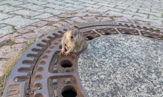 Debeli pacov se zaglavio u otvoru kanalizacije, spasili ga vatrogasci(VIDEO)