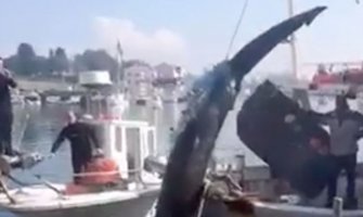 Hrvatski ribar ulovio morskog psa od osam metara (VIDEO)