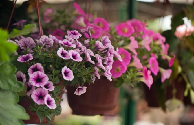 Promjenljivo oblačno i uglavnom suvo, do  23 stepena