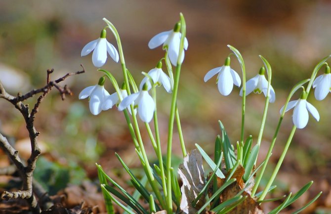 Danas promjenljivo oblačno sa sunčanim intervalima, do 19 stepeni
