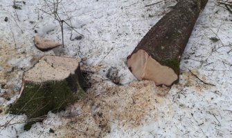 Šljivančanin podnio krivičnu prijavu zbog posječenih stabala u NP 