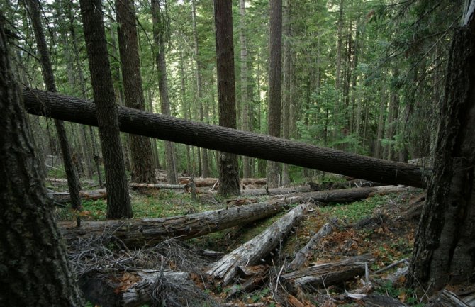 Vlada prihvatila: Raskid ugovora, 