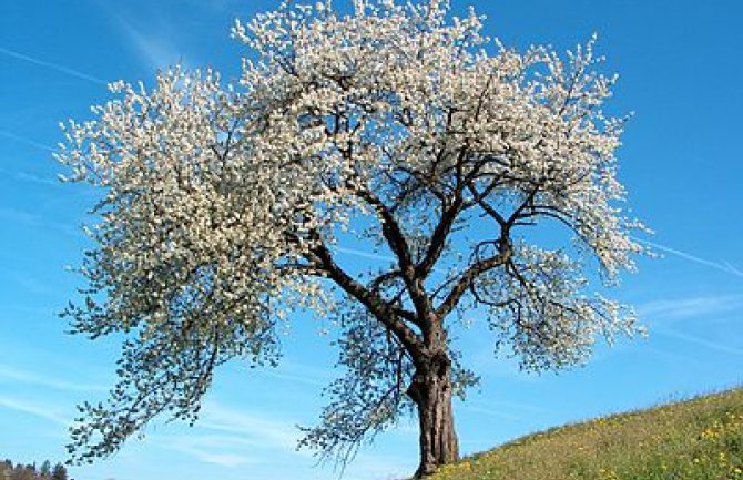 Danas sunčano, temperatura do 22 stepena