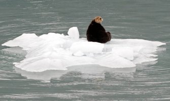 Aljaska: Vanredno toplo vrijeme, padaju rekordi 