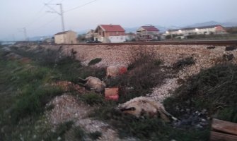 Vlasnik ne brine o životinjama: Voz udario ovce u selu Mahala