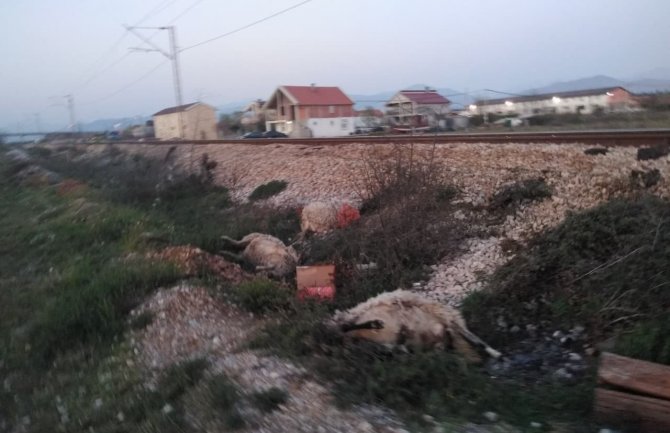 Vlasnik ne brine o životinjama: Voz udario ovce u selu Mahala