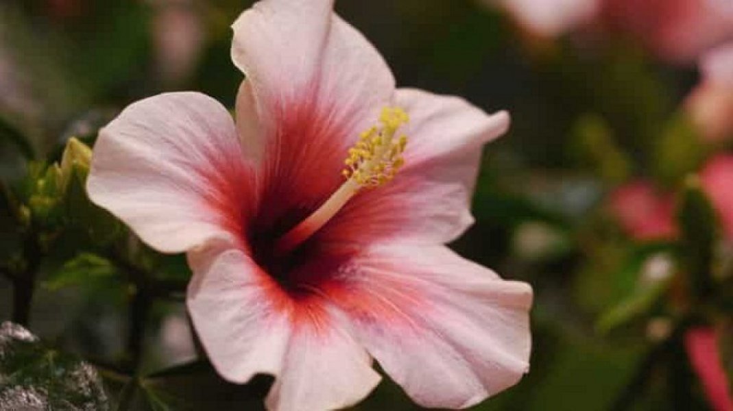 Hibiskusrotrosa730x410