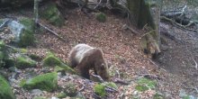 Kamere snimile  prvog  medvjeda ove godine na Biogradskoj gori (VIDEO)