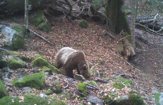 Kamere snimile  prvog  medvjeda ove godine na Biogradskoj gori (VIDEO)