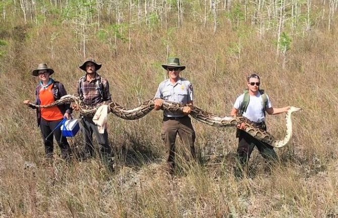 Na Floridi ulovljen burmanski piton dug 5,2 metra