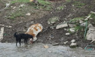 BP: Uginula krava u dvorištu kuće pored rijeke, mještani strahuju od zaraze