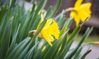 Sunčano sa vjetrom i ponegdje kišom, do 24 stepena