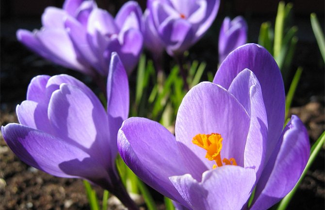 Sunčano, do 23 stepena