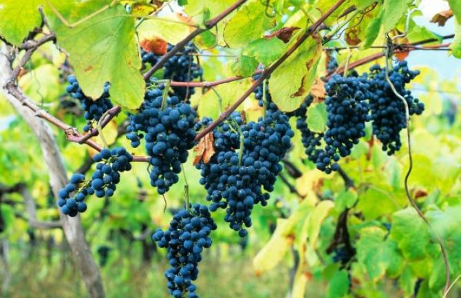 Crnogorsko vino osvaja inostrana tržišta, izvozi se u čak 42 zemlje