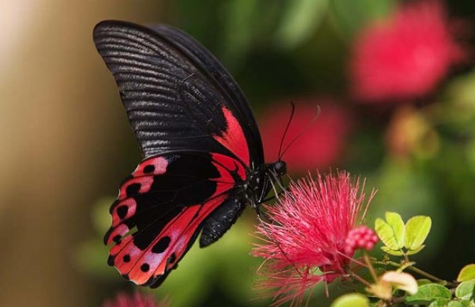 Kiša i pljuskovi, krajem dana razvedravanje