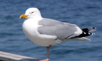 Kamera u krupnom kadru imala nezvanog gosta: Galeb pomrsio konce saobraćajcima (VIDEO)
