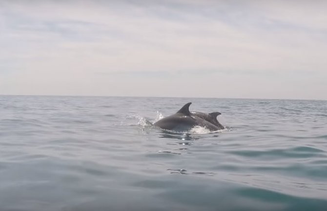 Delfini uživali kod Petrovca(VIDEO)