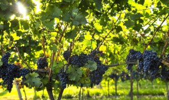 Gubitak 28 odsto veći