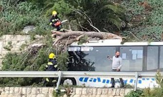 Drvo palo na autobus tokom vožnje, pogledajte sjajnu reakciju vozača (VIDEO)