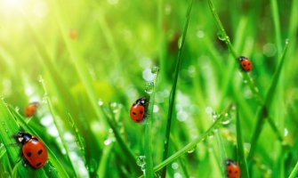 Meteorološka služba registrovala oblak bubamara širok 129 kilometara (VIDEO)