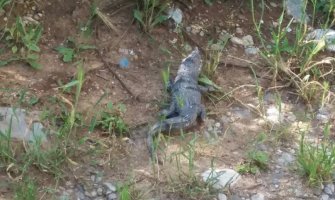 Podgorica: Životinja nalik na krokodila u blizini Gorice