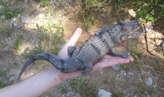 U strahu su velike oči: 