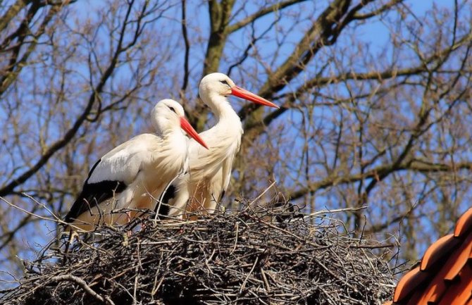 Prinova u Polimskoj ulici: Stigla još jedna generacija beranskih roda (FOTO)