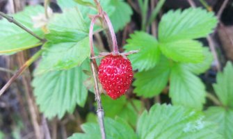 Sunčano i toplo, do 34 stepena