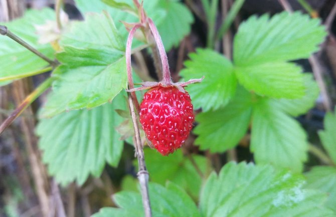 Sunčano i toplo, do 34 stepena