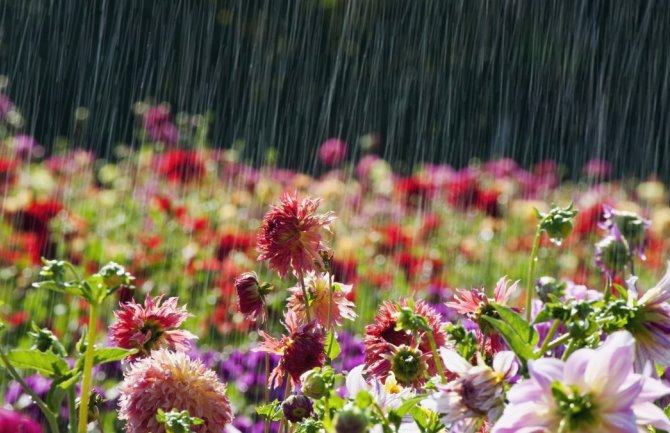 Sparno, u večernjim satima kiša