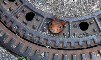 Vjeverica zaglavila glavu u šahtu, u pomoć pritekli policajci, vatrogasci, veterinari