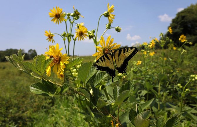 Sjutra sunčano, temperatura do 34 stepena