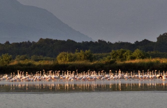 Ulcinjska Solana treće Ramsar područje u Crnoj Gori