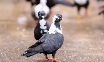 Oblačno, mjestimično pljuskovi 