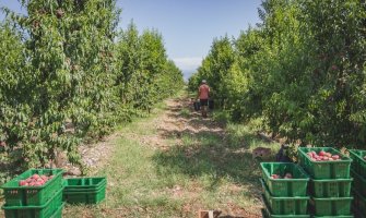 Dnevnica na Plantažama i do 35 eura, potrebno 700 radnika