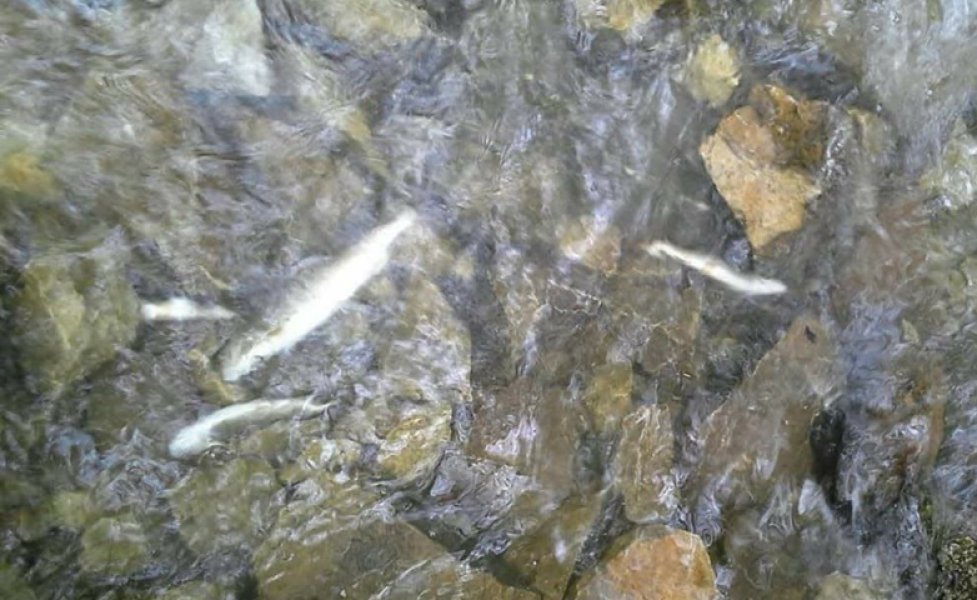 658834673270349115598938158607746770403328n