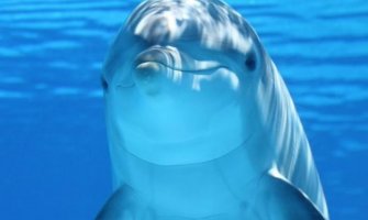 Povrijeđeni delfin doplivao do čovjeka i tražio pomoć (VIDEO)