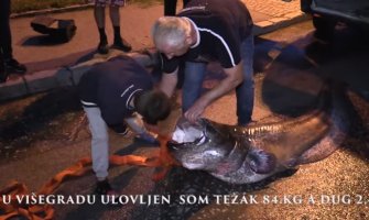 U Drini upecan som težak 84 kg i dug 2 i po metra (VIDEO)