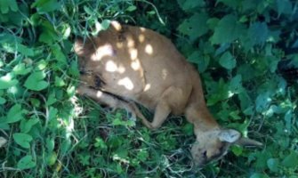 Pljevlja: Ranjena srna ipak uspavana