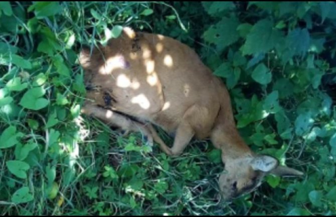 Ranjena srna pronađena u pljevaljskom naselju