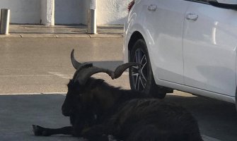 Jarac danima teroriše Barane a zabavlja turiste