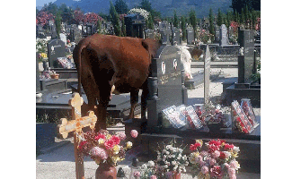 Tivat: Stoka upada na groblje, građani ogorčeni