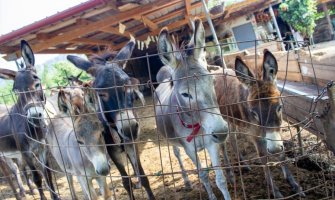 Crna Gora odnedavno ima Muzej magaraca